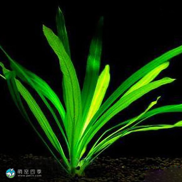 乌拉圭皇冠草-3