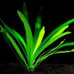 乌拉圭皇冠草-缩略图-3