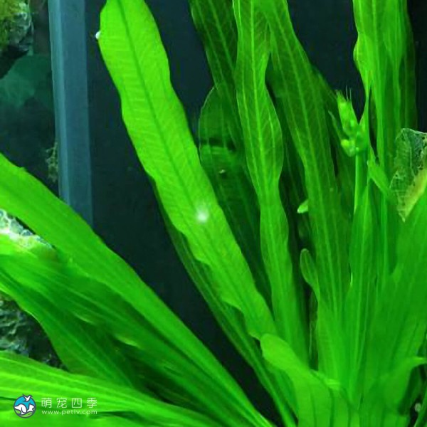 乌拉圭皇冠草-4