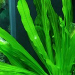 乌拉圭皇冠草-缩略图-4