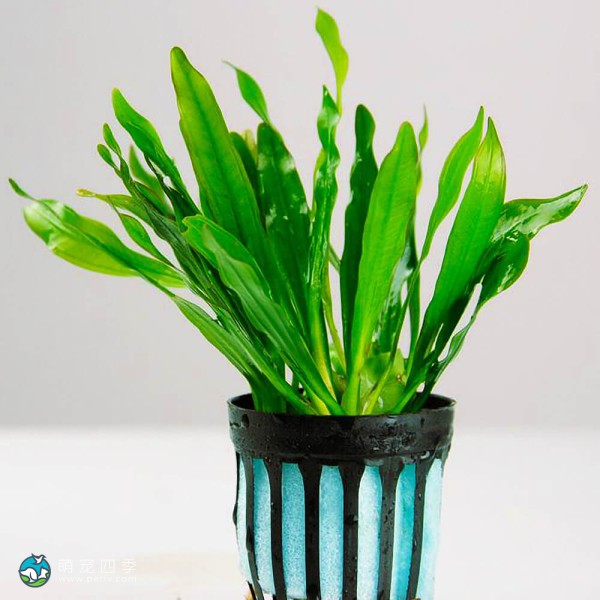 乌拉圭皇冠草-5