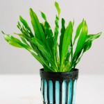 乌拉圭皇冠草-缩略图-5