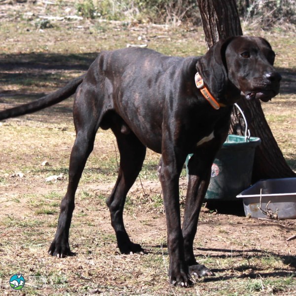 普罗特猎犬-1