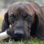 普罗特猎犬-缩略图-2