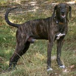 普罗特猎犬-缩略图-4