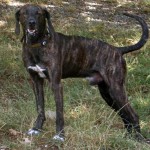 普罗特猎犬-缩略图-5