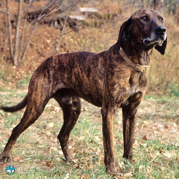 普罗特猎犬-6