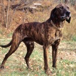 普罗特猎犬-缩略图-6