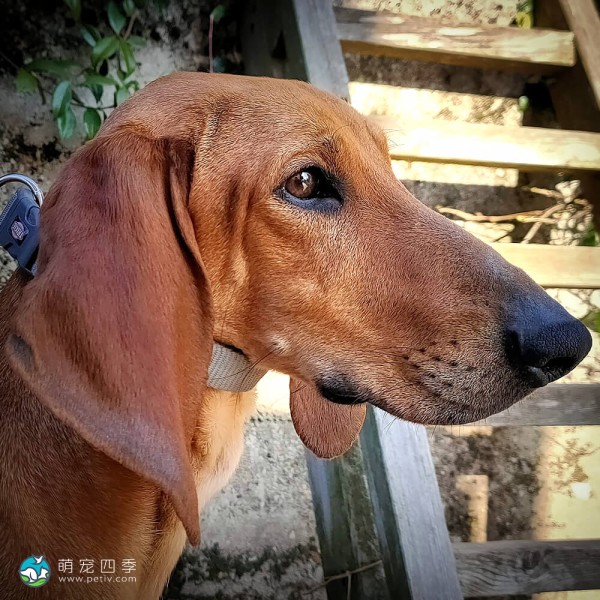 意大利塞古奥犬-1