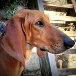 意大利塞古奥犬-缩略图-1