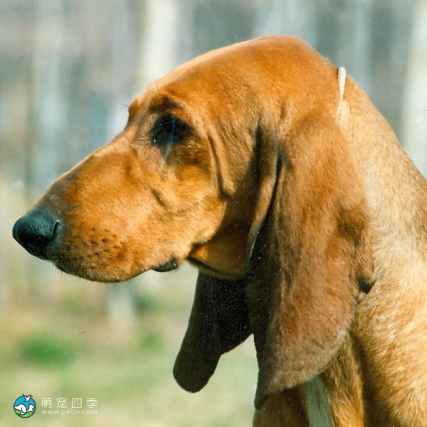 意大利塞古奥犬-2