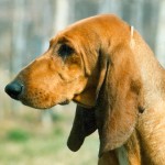 意大利塞古奥犬-缩略图-2