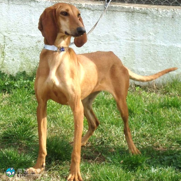意大利塞古奥犬-3
