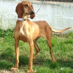 意大利塞古奥犬-缩略图-3