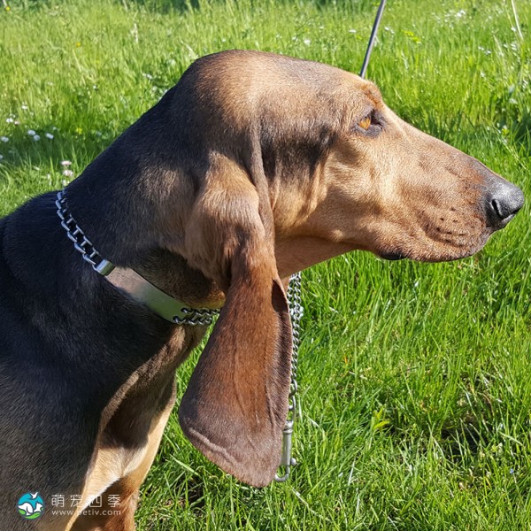 意大利塞古奥犬-4