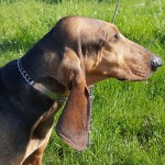 意大利塞古奥犬-缩略图-4