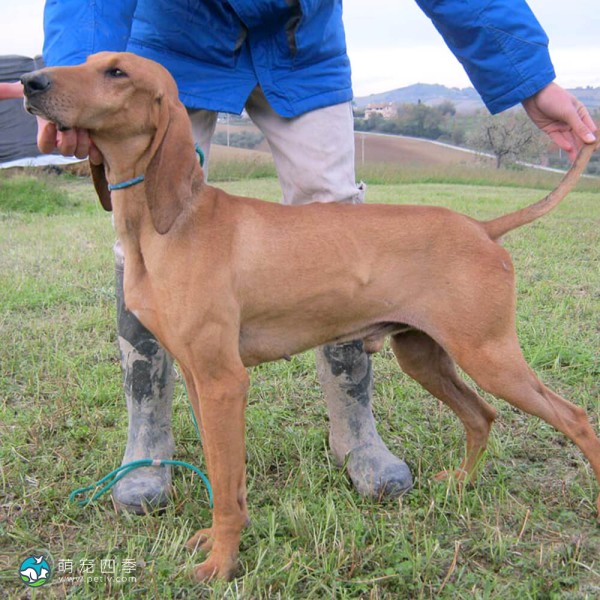 意大利塞古奥犬-5