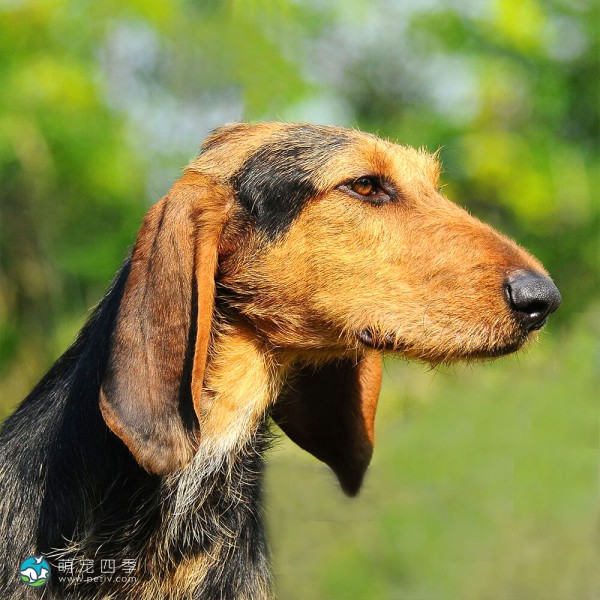 意大利塞古奥犬-6