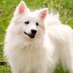 爱斯基摩犬-缩略图-1