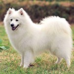 爱斯基摩犬-缩略图-2