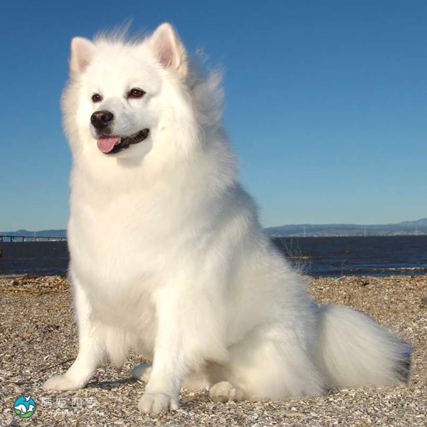 爱斯基摩犬-3