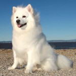 爱斯基摩犬-缩略图-3