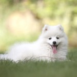 爱斯基摩犬-缩略图-5