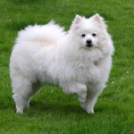 爱斯基摩犬-缩略图-6