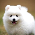 爱斯基摩犬-缩略图-7