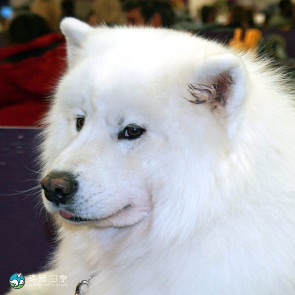 萨摩耶犬-1
