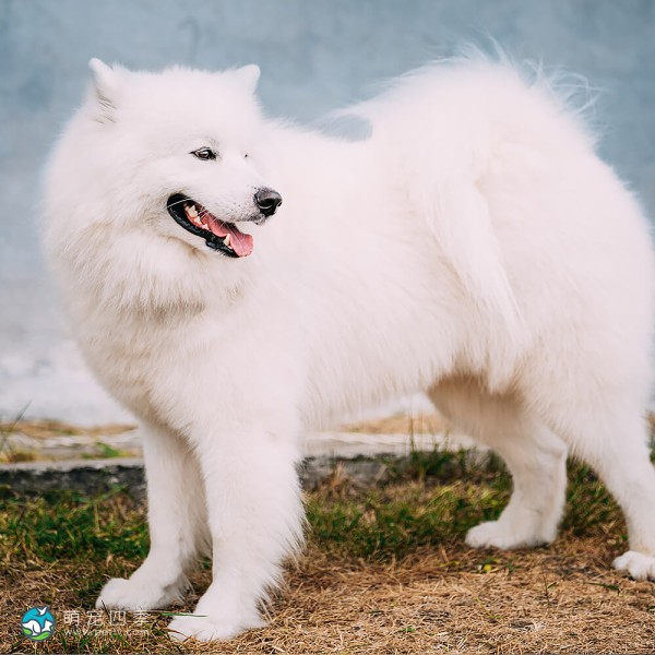 萨摩耶犬-2