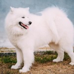 萨摩耶犬-缩略图-2