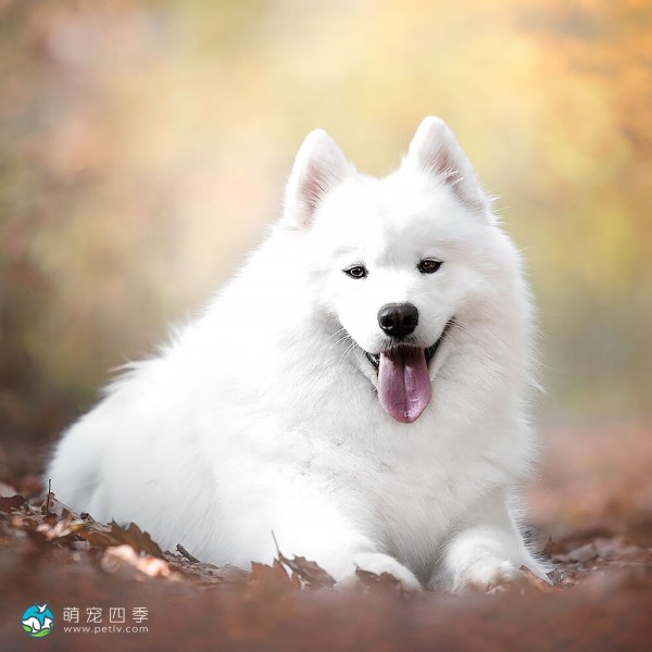 萨摩耶犬-3