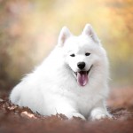 萨摩耶犬-缩略图-3