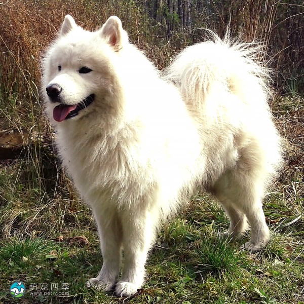 萨摩耶犬-4