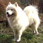 萨摩耶犬-缩略图-4