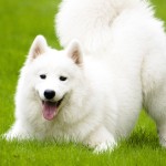 萨摩耶犬-缩略图-5