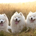 萨摩耶犬-缩略图-6