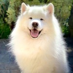 萨摩耶犬-缩略图-7