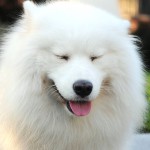 萨摩耶犬-缩略图-8