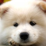 萨摩耶犬-缩略图-9