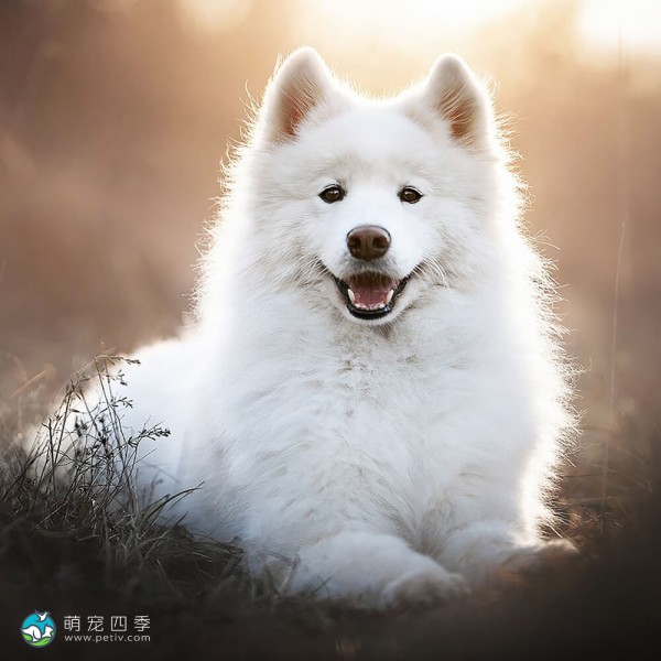 萨摩耶犬-10