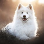 萨摩耶犬-缩略图-10