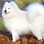 萨摩耶犬-缩略图-11