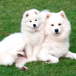 萨摩耶犬-缩略图-12