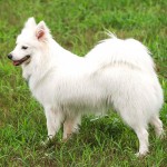 日本尖嘴犬-缩略图-4