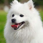 日本尖嘴犬-缩略图-7