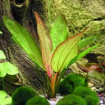 红蛋叶草-缩略图-1