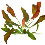 红蛋叶草-缩略图-2