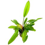 红蛋叶草-缩略图-3